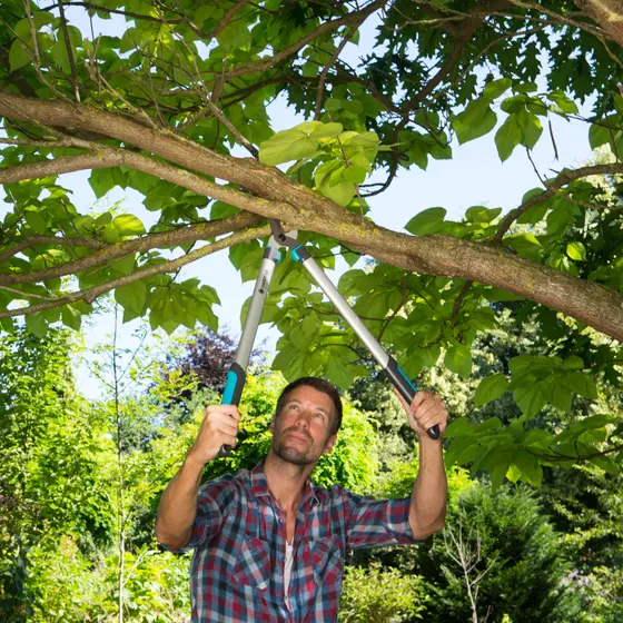 Cutting trees to offer a good harvest